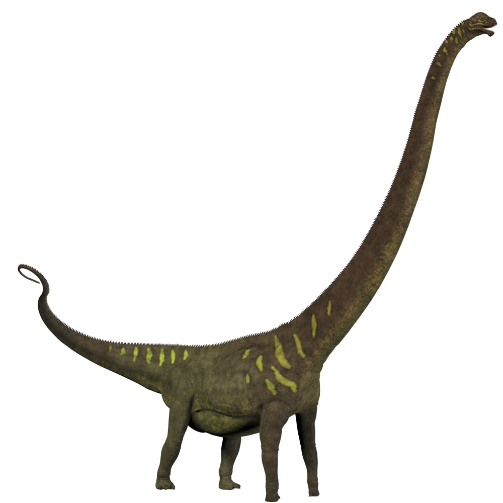 Mamenchisaurus a plant-eating sauropod dinosaur Canvas Art - Corey FordStocktrek Images (29 x 29)