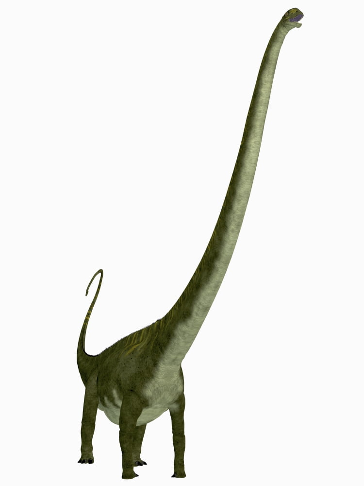 Mamenchisaurus dinosaur Canvas Art - Corey FordStocktrek Images (25 x 33)