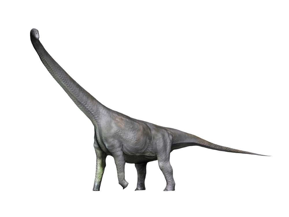 Mamenchisaurus dinosaur Canvas Art - Nobumichi TamuraStocktrek Images (33 x 25)