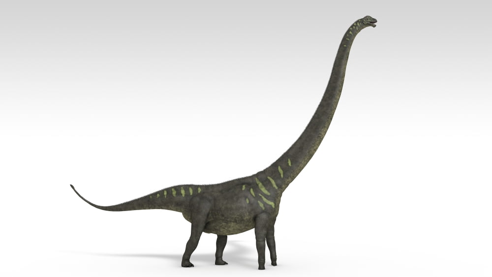 Mamenchisaurus dinosaur white background Canvas Art - Kostyantyn IvanyshenStocktrek Images (19 x 11)