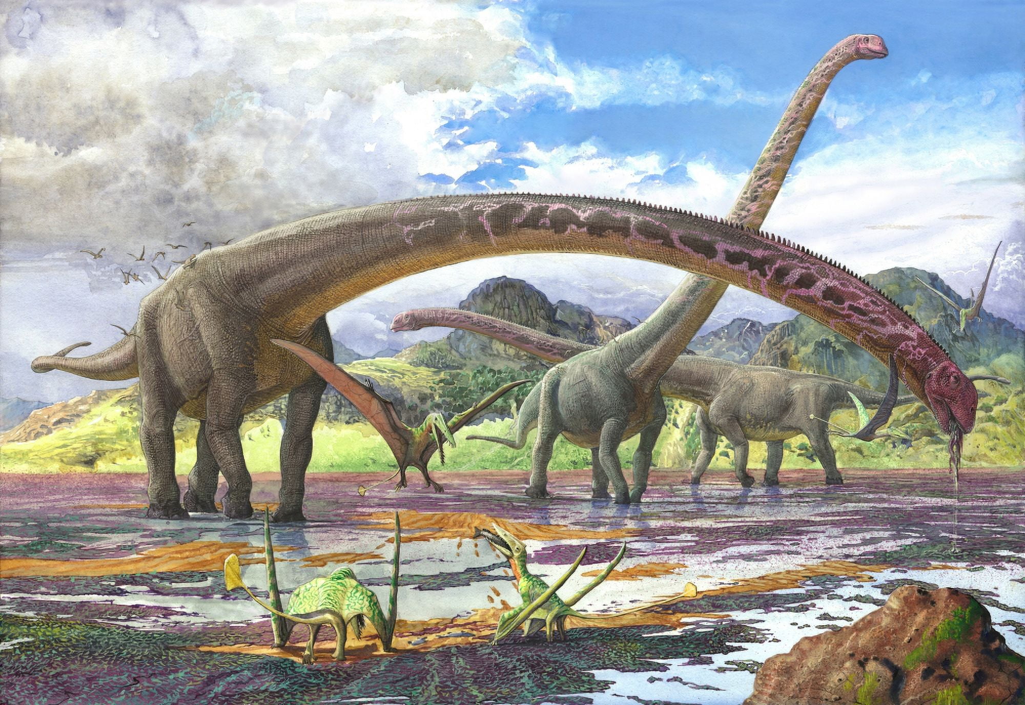 Mamenchisaurus feeding on brown algae at low tide Canvas Art - Sergey KrasovskiyStocktrek Images (17 x 12)