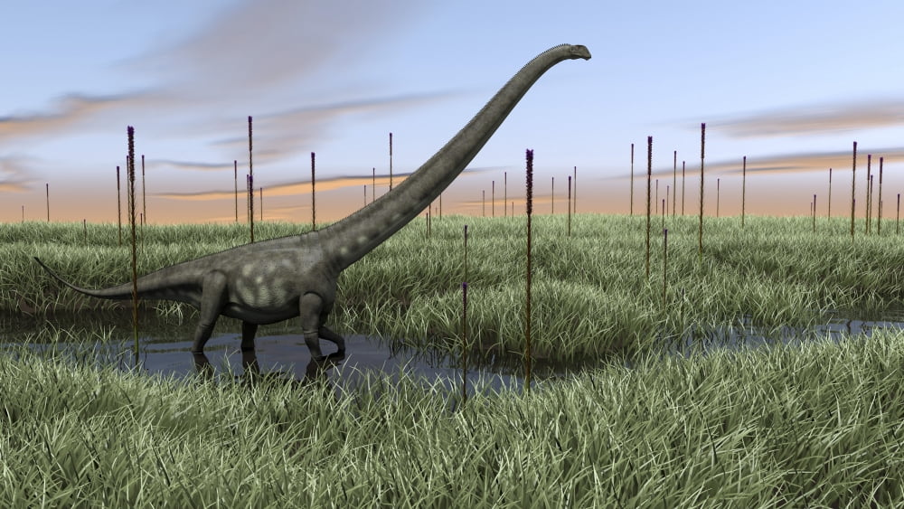 Mamenchisaurus walking through wetlands Canvas Art - Kostyantyn IvanyshenStocktrek Images (37 x 21)