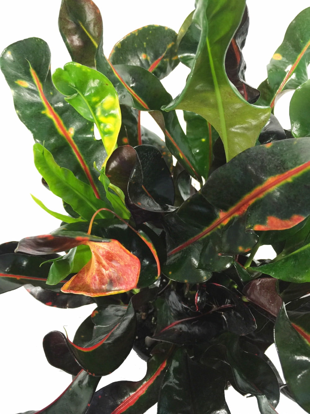 Mamey Croton 4" Pot Colorful Indoor House Plant
