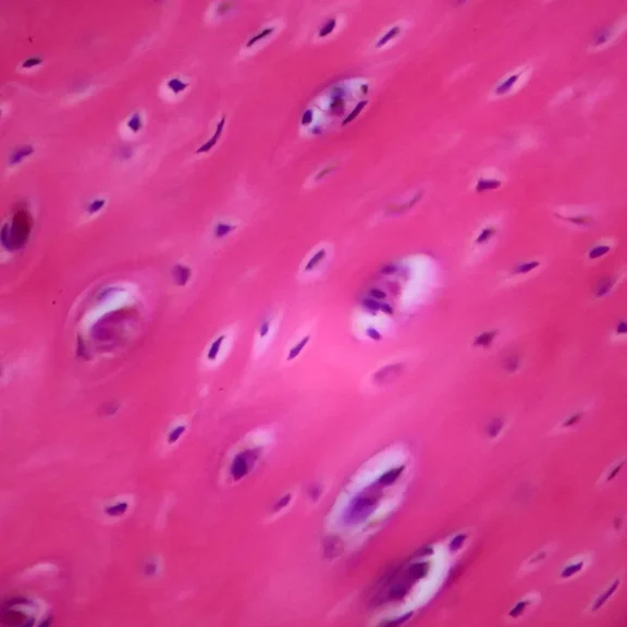 Mammal Compact Bone, C.S. 7 M H&E Microscope Slide