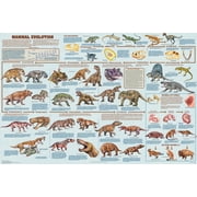 Feenixx Mammal Evolution Educational Science Classroom Poster 36x24