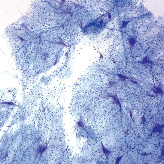 Mammal Giant Multipolar Neurons Slide, Smear, Luxol Fast Blue