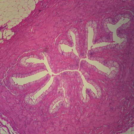 Mammal Transitional Epithelium Slide, 7 M, H&E