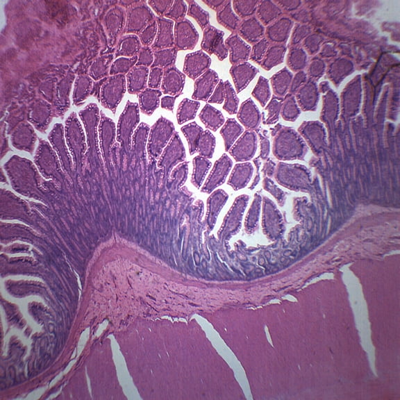 Mammalian Colon - Cross Section - Prepared Microscope Slide - 75 x 25mm - Biology & Microscopy - Eisco Labs
