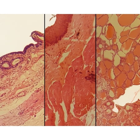 Mammalian Epithelium Composite; Showing Stratified Squamous, Simple Columnar, and Simple Cuboidal Epithelium; Sections by Go Science Crazy