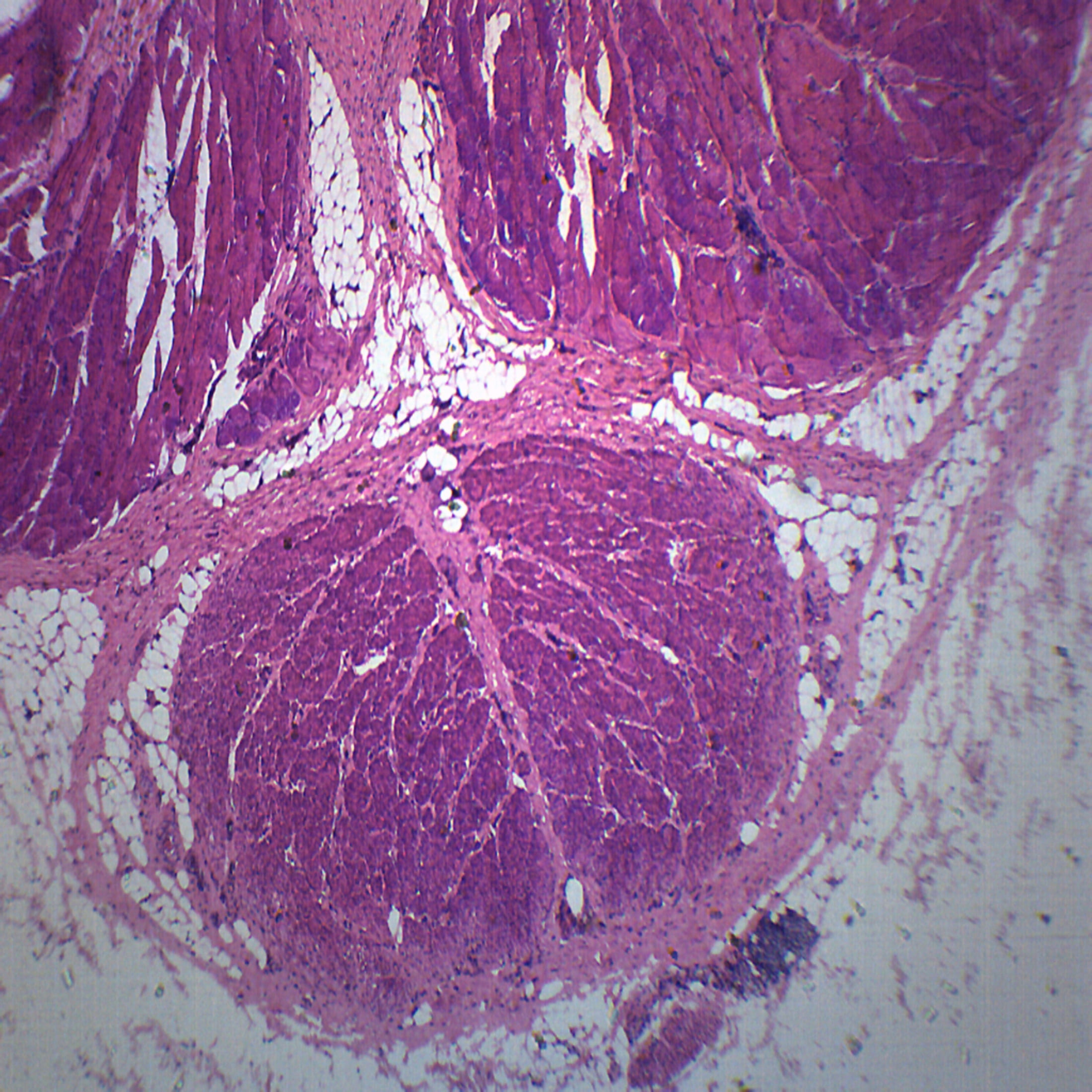 mammalian-penis-cross-section-prepared-microscope-slide-75-x-25mm