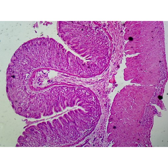 Mammalian Stomach Regions Composite; Showing Cardiac, Fundic and Piloric Regions; Sections by Go Science Crazy