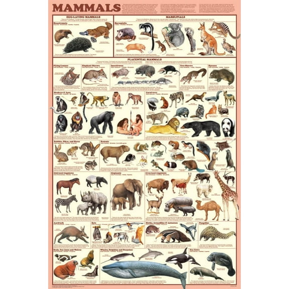 Mammals Educational Science Chart Poster (24x36)