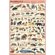 Mammals Educational Science Chart Poster 24x36