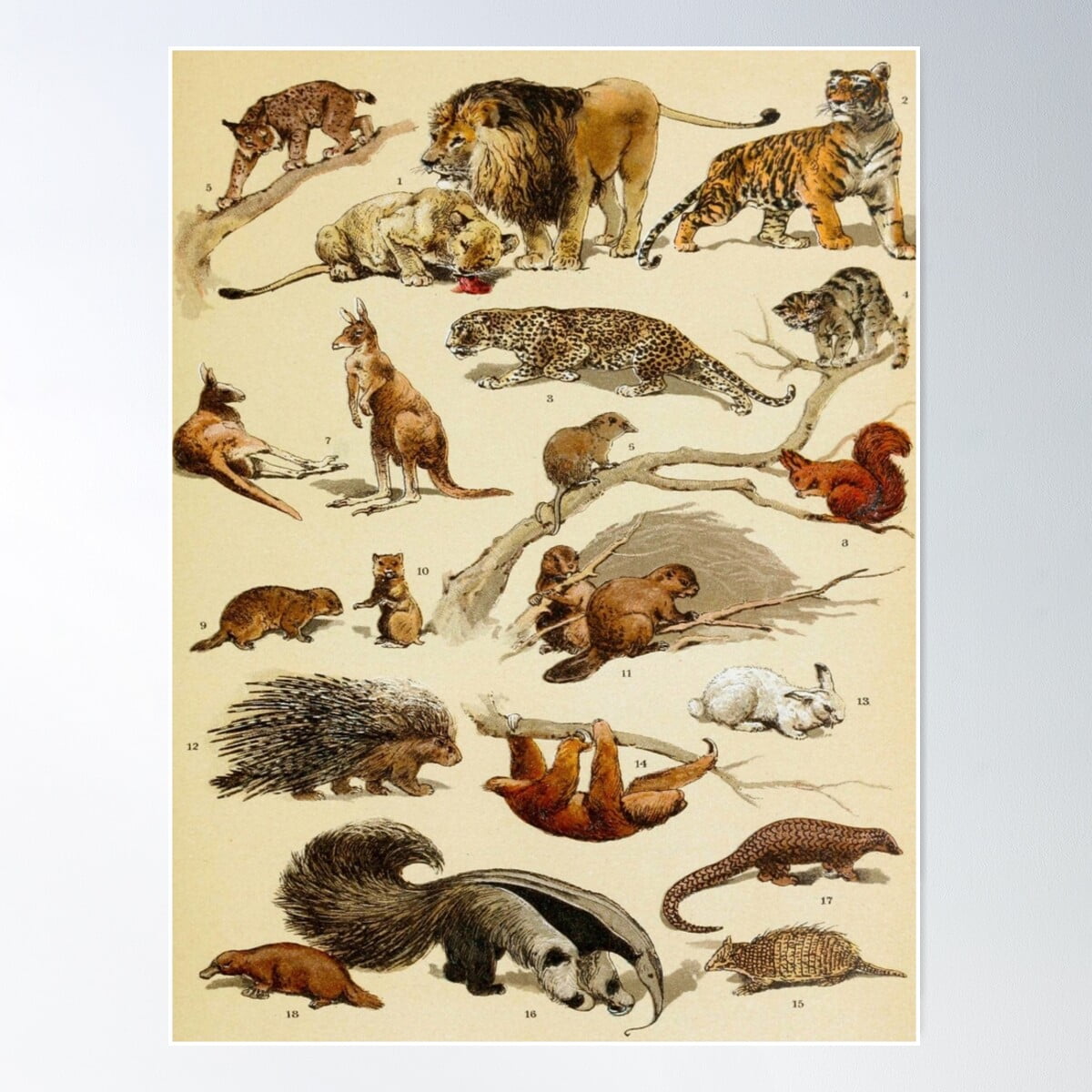 洋書 CLASSIC NATURAL HISTORY PRINTS MAMMALS 1922 Vintage Mammals Animal Poster. Small French Antique