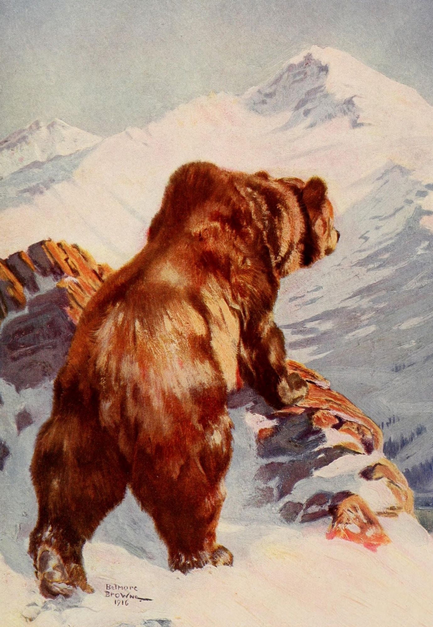 Mammals of America 1917 Alaska Brown Bear Canvas Art - Belmore Browne (24 x 36)