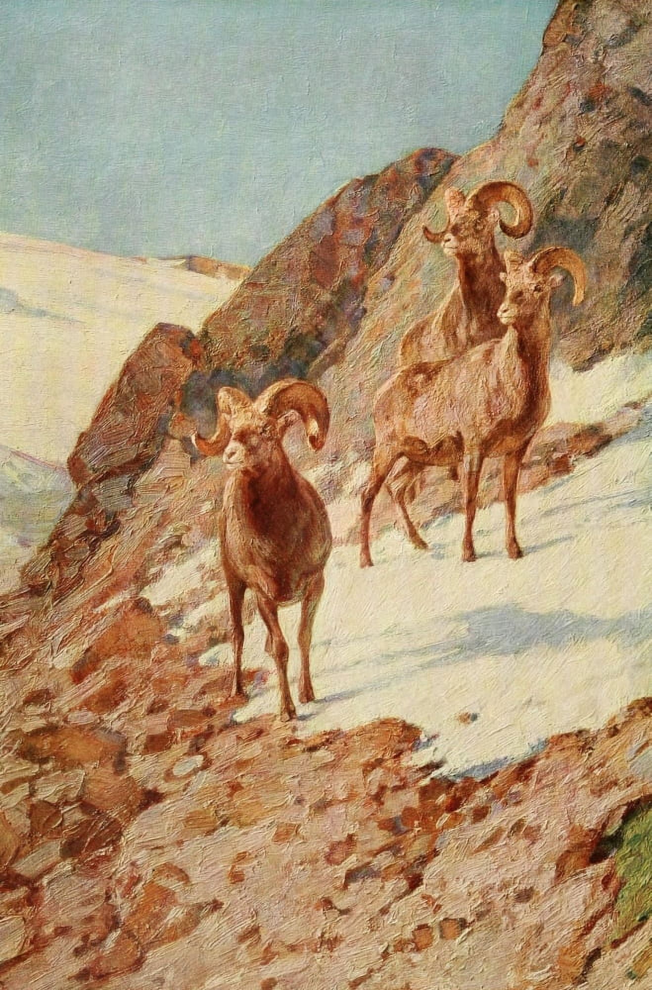 Mammals of America 1917 Bighorn Sheep Canvas Art - Carl Rungius (24 x 36)