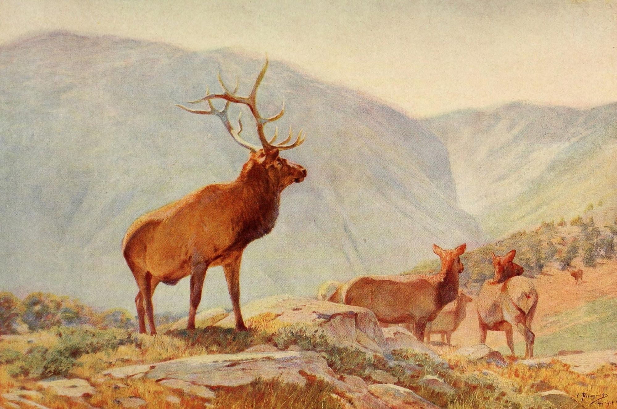 Mammals of America 1917 Bull Elk Canvas Art - Carl Rungius (18 x 24)