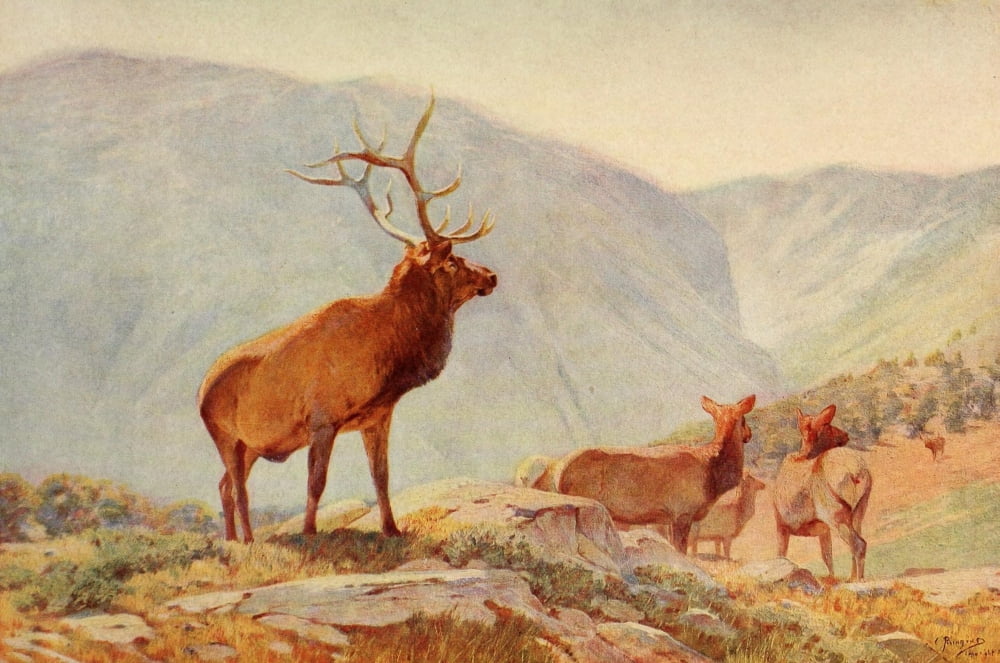 Mammals of America 1917 Bull Elk Canvas Art - Carl Rungius (24 x 36)