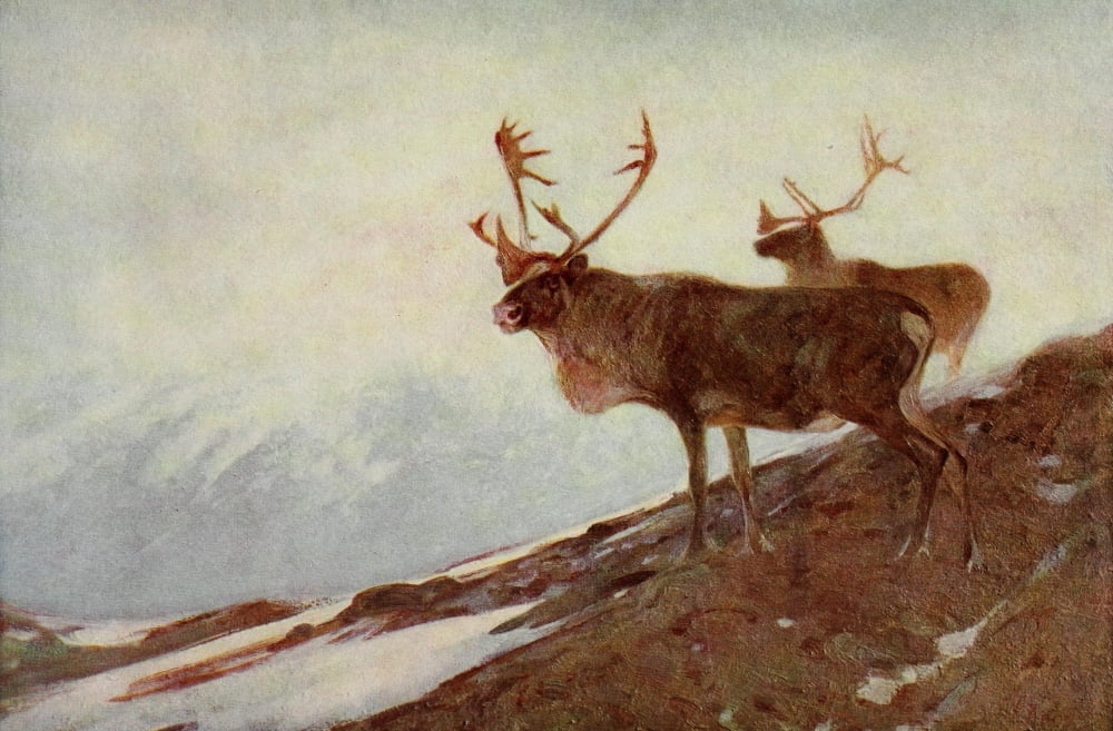 Mammals of America 1917 Caribou Canvas Art - Carl Rungius (18 x 24)