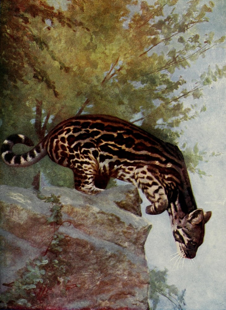 Mammals of America 1917 Ocelot Canvas Art - Ottomar Anschutz (18 x 24)