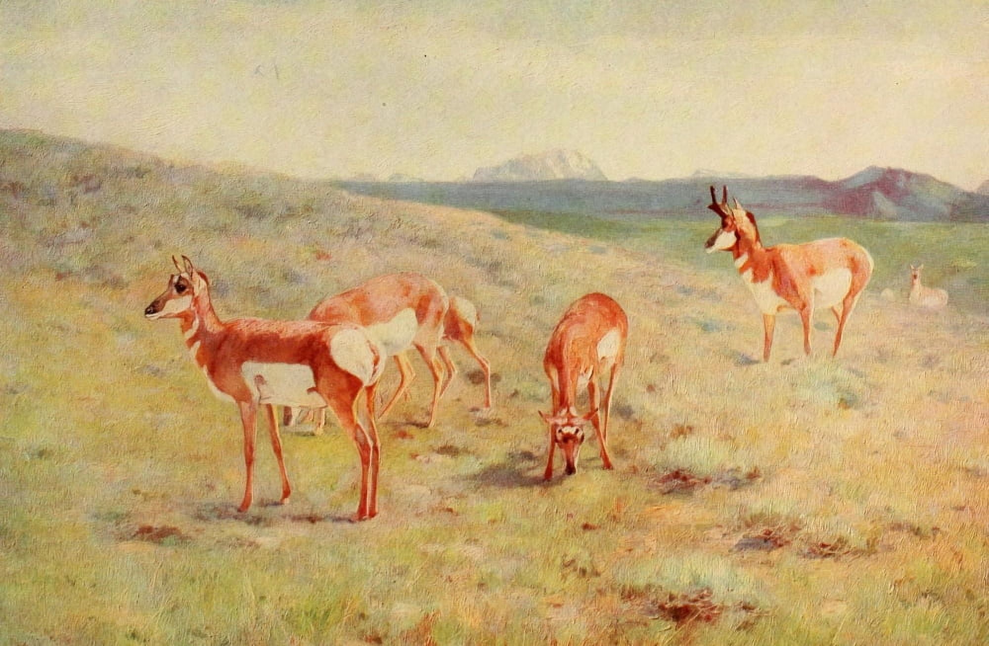 Mammals of America 1917 Pronghorns Canvas Art - Carl Rungius (24 x 36)