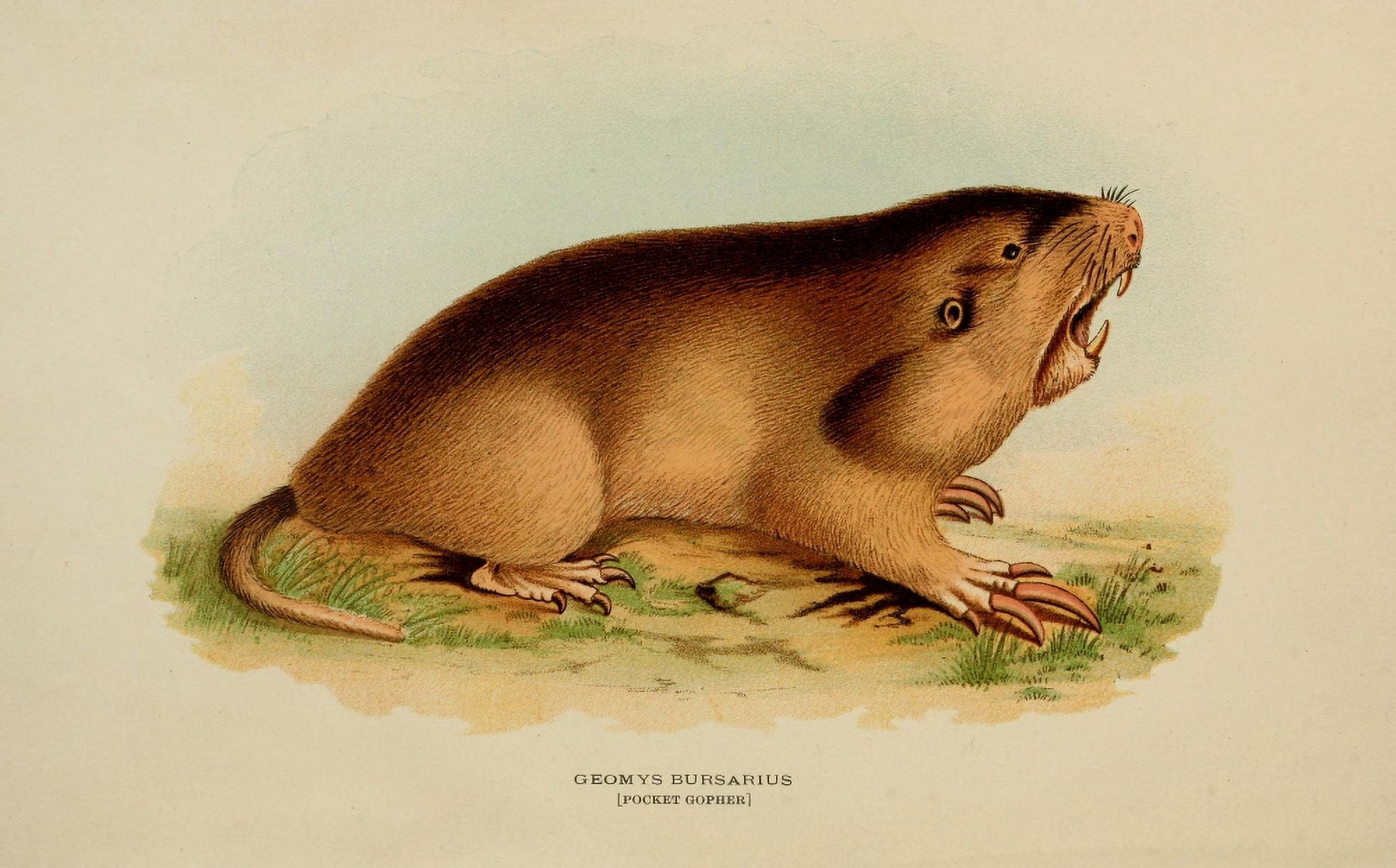 Mammals of Minnesota 1892 Pocket Gopher Canvas Art - Unknown (18 x 24)