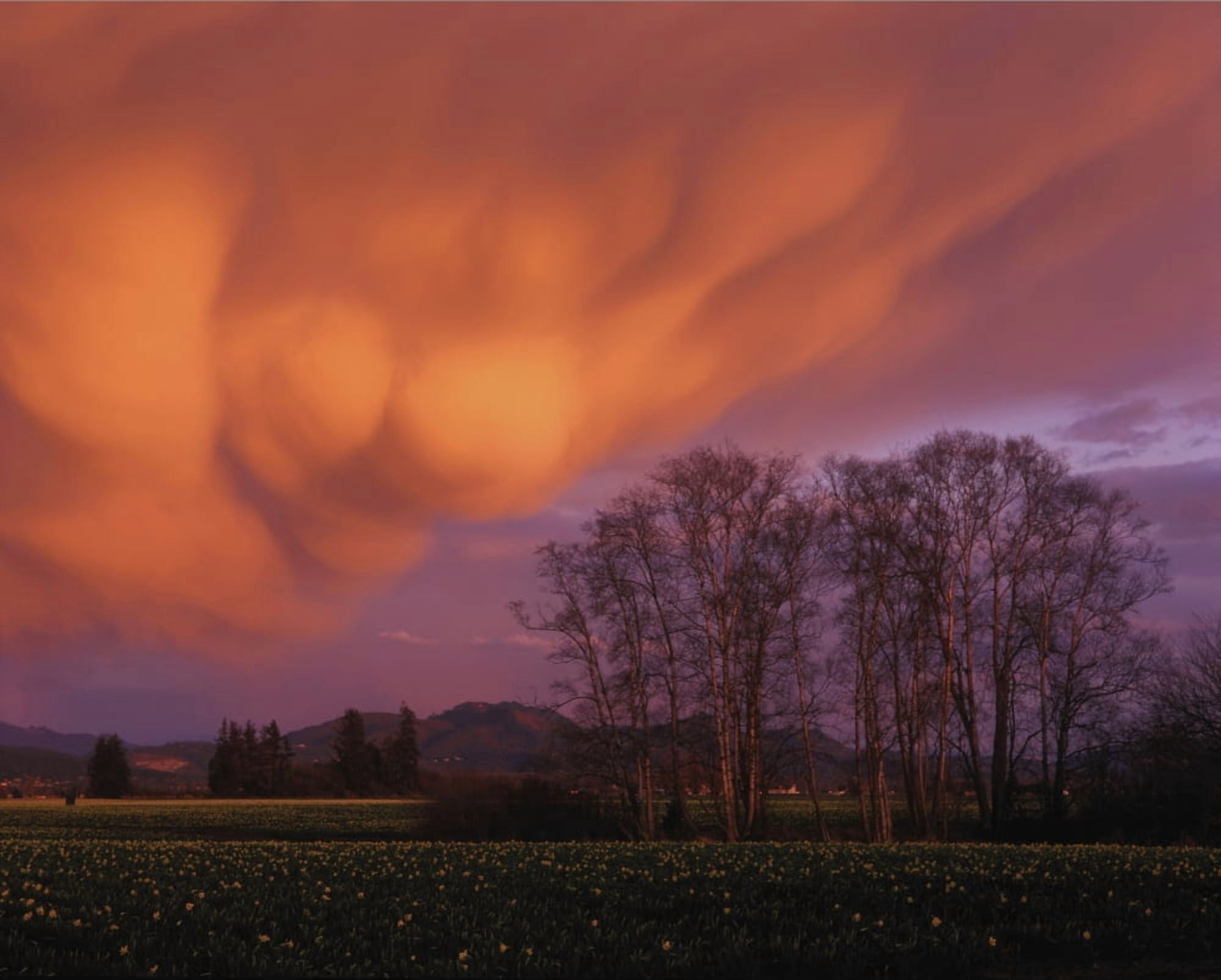 Mammatus clouds in the evening light Skagit Valley Washington Canvas Art - Panoramic Images (29 x 36)