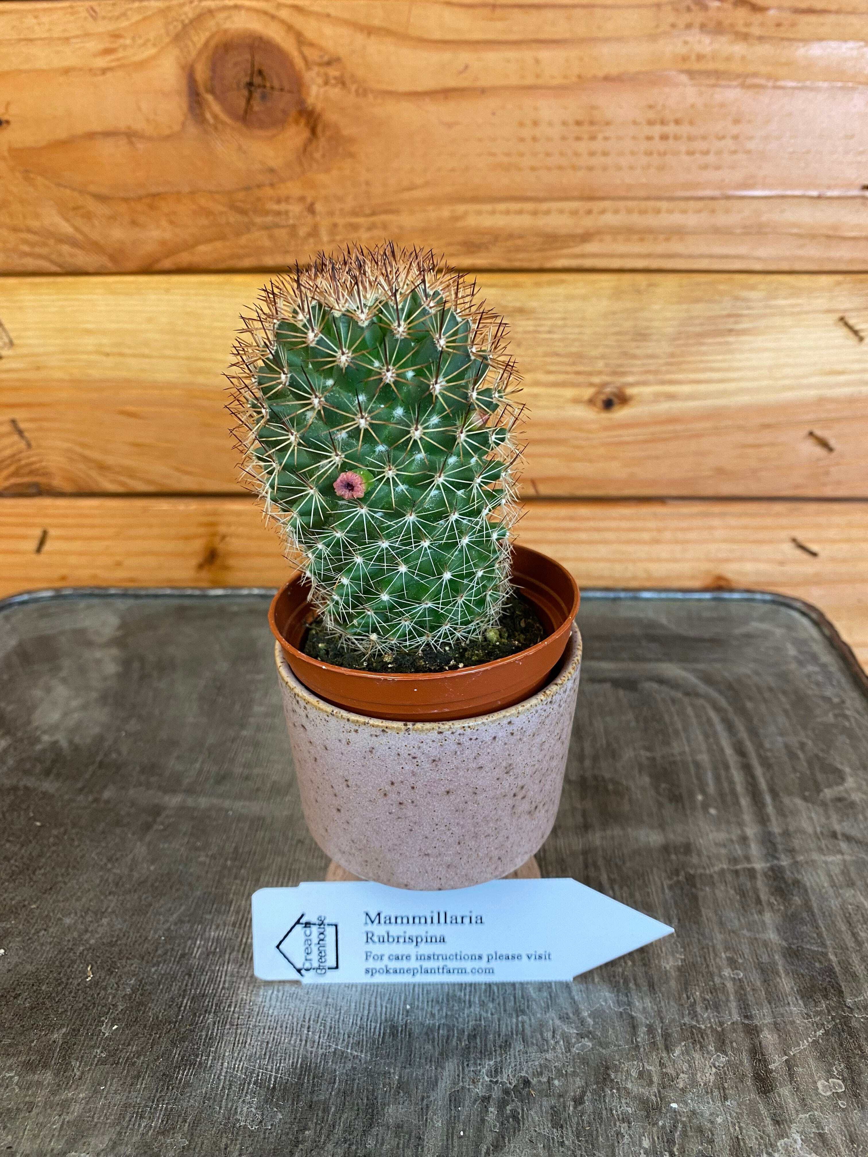 Mammillaria Ernestii Rubrispina, 2" Plant