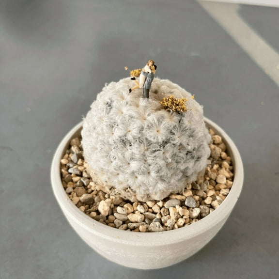 Mammillaria Plumosa Feather Cactus, White Furry Cactus Rare Cactus in 3.5" pot