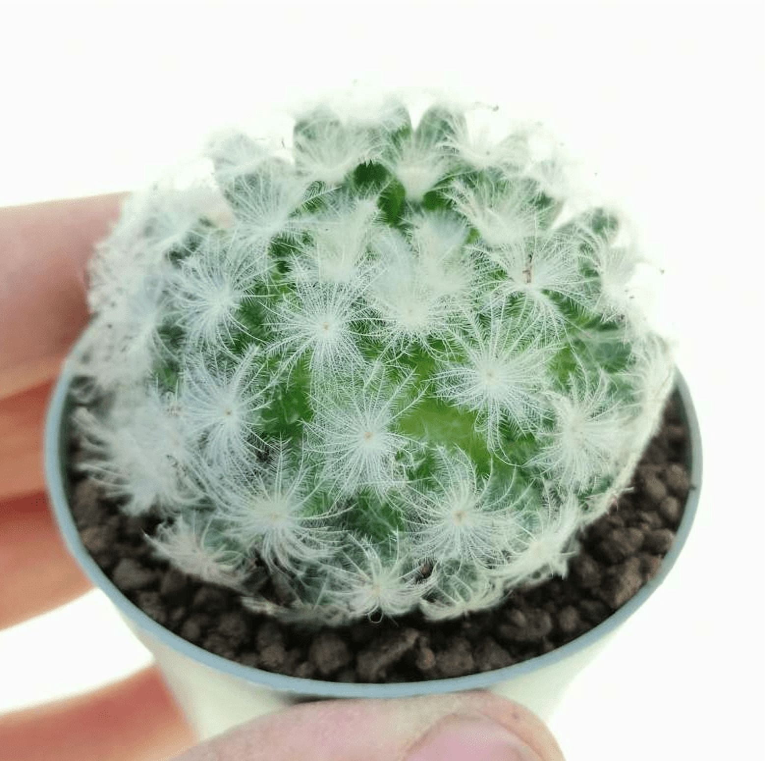Mammillaria Plumosa Plant White Furry Cactus Rare Feather Cactus Plant  3.5"Pot - Walmart.com