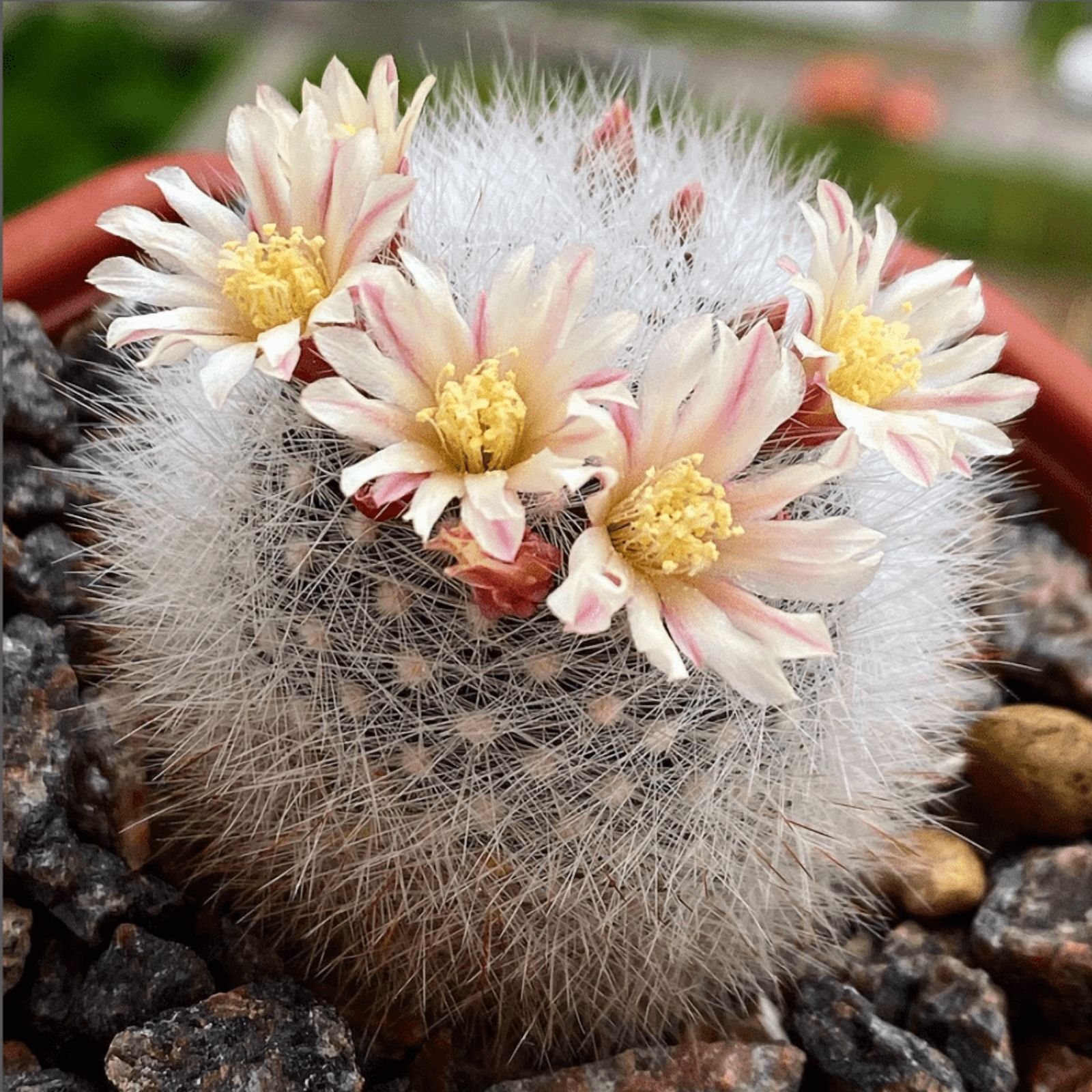 Mammillaria Schwarzii Cactus, Blooming Cactus in 2.5'' Pot