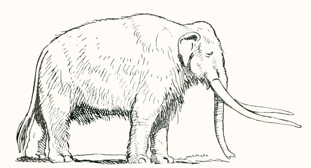 Mammoth After a work c1920 Canvas Art - Ken Welsh Design Pics (18 x 10)