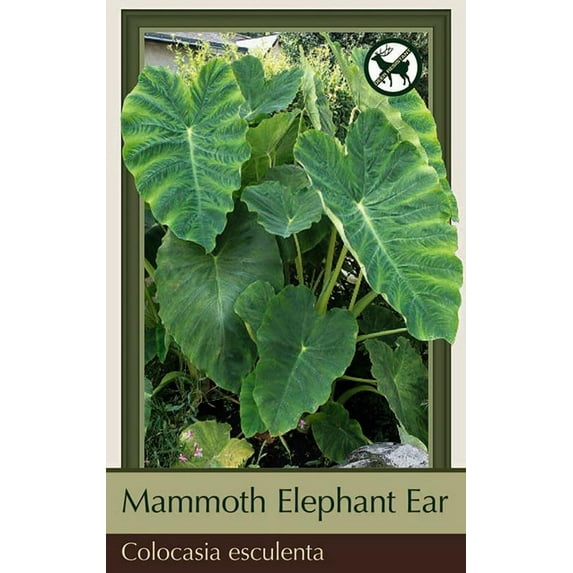 Mammoth Elephant Ear - 1 Bulb 18/+" - Colocasia esculenta