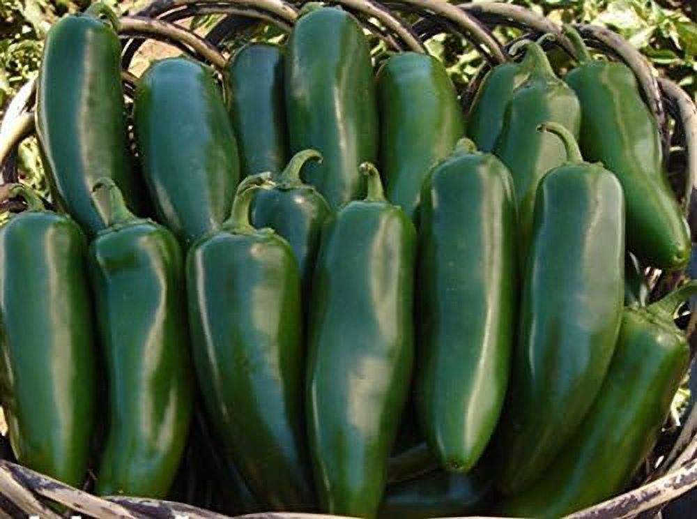 Mammoth F1 Hybrid Jalapeno Hot Pepper Seeds 4 ¾" Long by 1 ¾" Wide