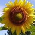 thumbnail image 1 of Mammoth Grey Stripe Sunflower - 1 OZ ~375 Seeds - Non-GMO, Open Pollinated - Flower Gardening & Micro Greens Seeds - Sun Flower, 1 of 3