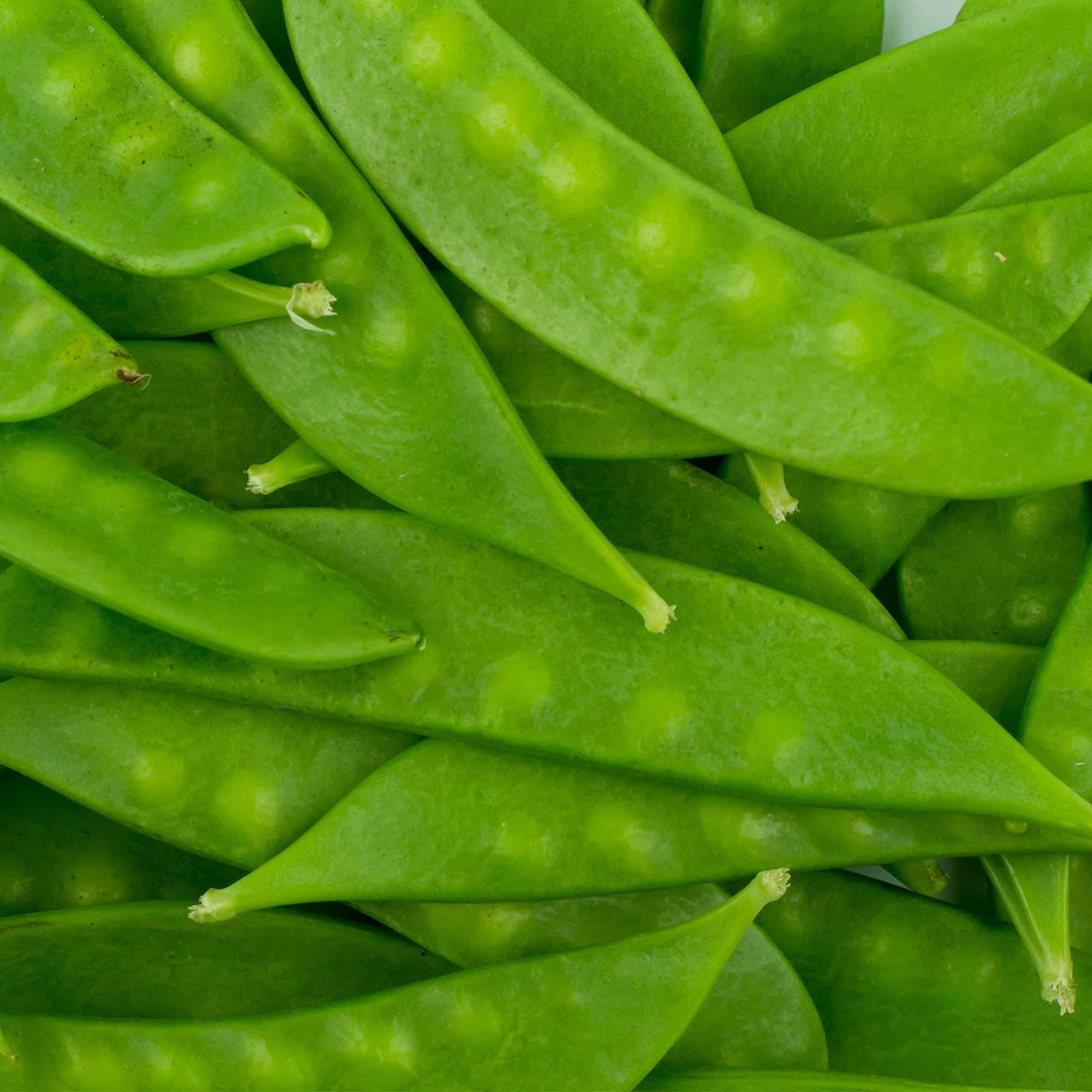 Mammoth Melthin Sugar Pod Snow Pea Garden Seeds - 5 Lbs - Non-GMO, Heirloom Vegetable Gardening & Microgreens Seeds