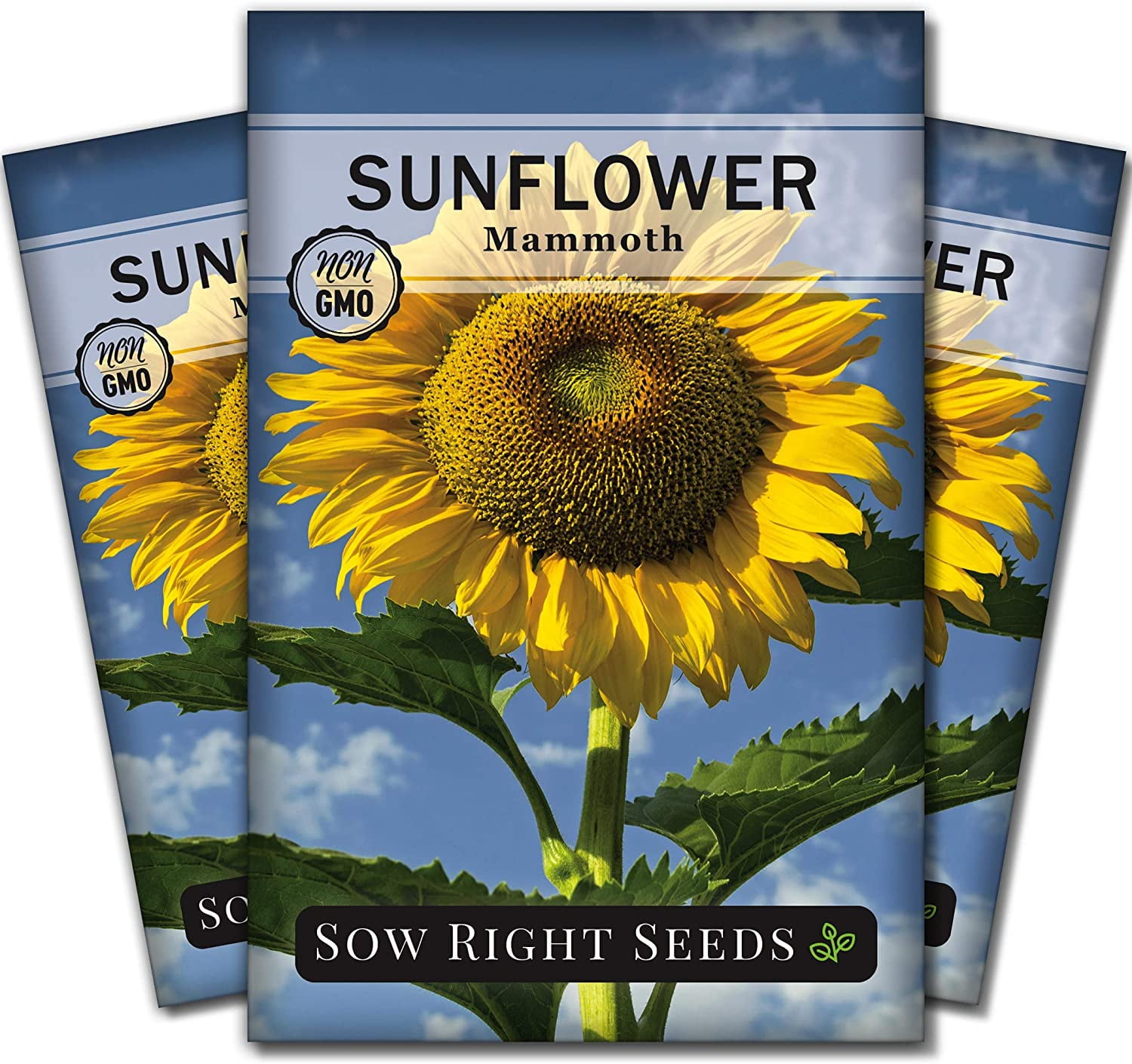 Bulk Sunflower Seeds For Planting, Heirloom Mix, Giant Mammoth Sunflower Seed Mix To Plant Outdoor Home Garden 2000 Seeds