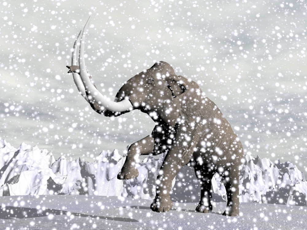 Mammoth walking through a blizzard on mountain Canvas Art - Elena DuvernayStocktrek Images (33 x 25)
