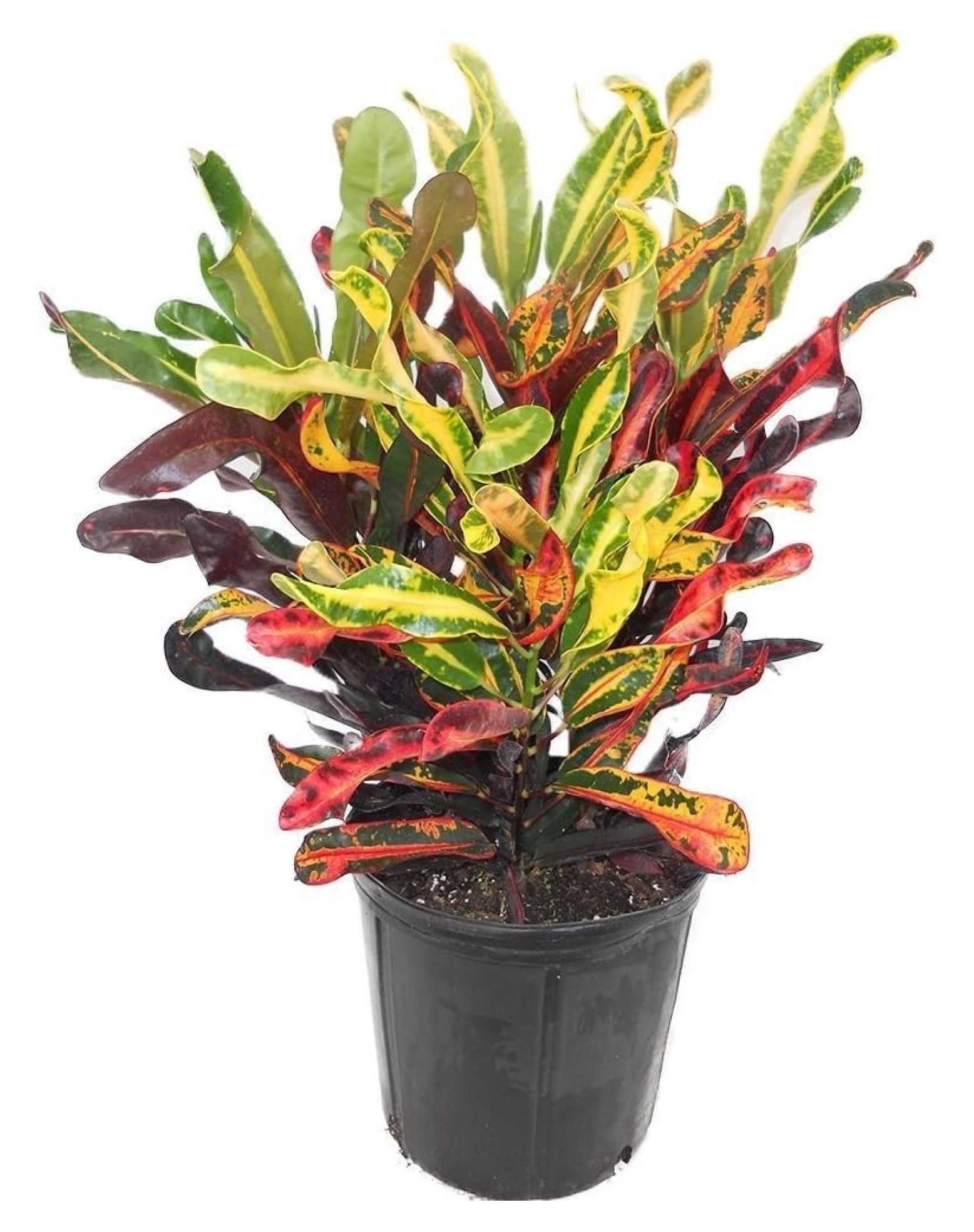 Mammy Croton 3 Gallon by KioJJp