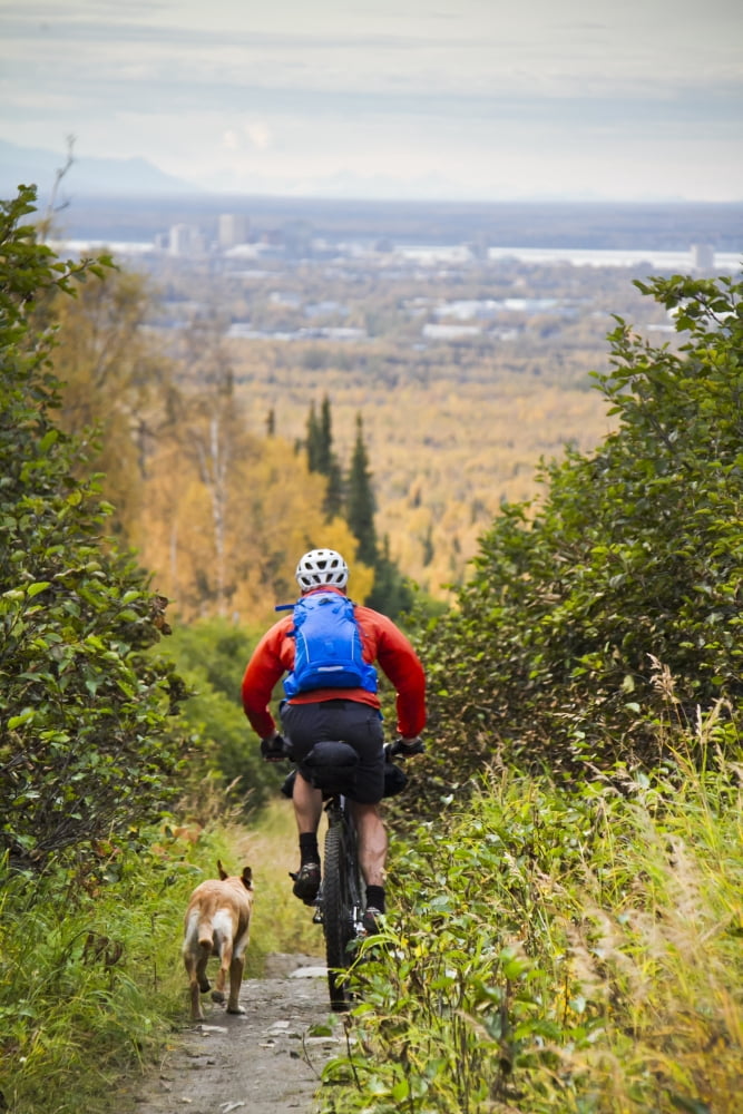 Man Mountain Biking With Dog Running Beside Him Anchorage Hillside Trails Southcentral Alaska Autumn Canvas Art - Joe Stock Design Pics (11 x 17)