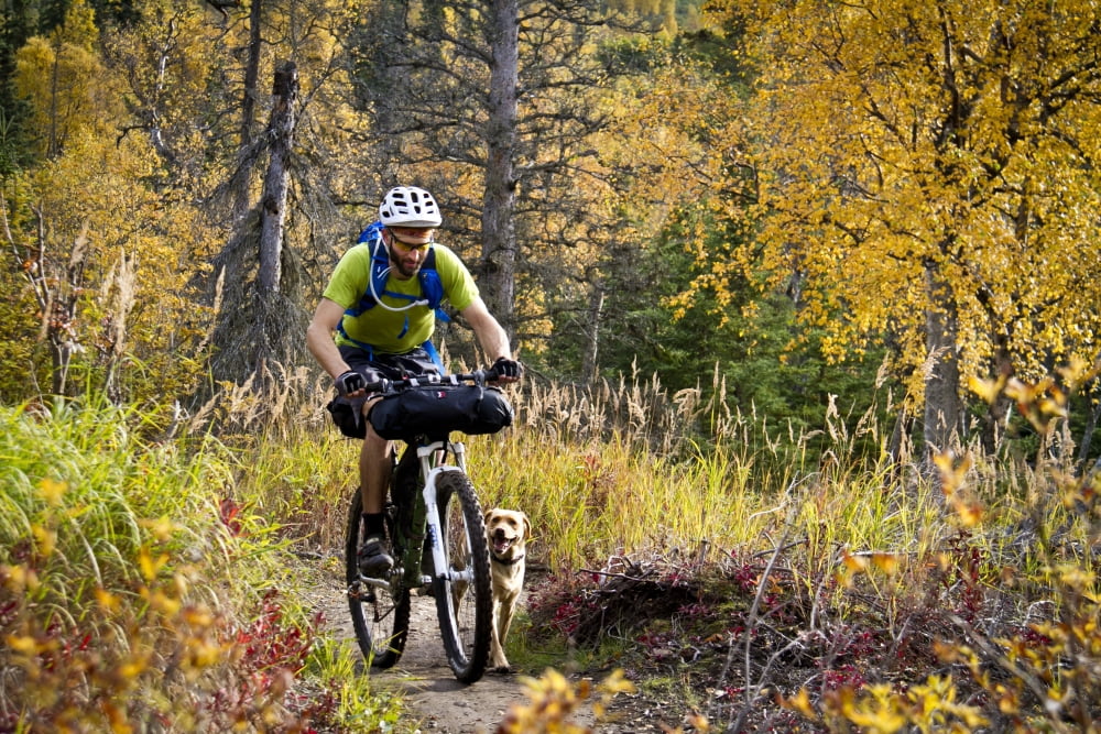 Man Mountain Biking With Dog Running Beside Him Anchorage Hillside Trails Southcentral Alaska Autumn Canvas Art - Joe Stock  Design Pics (34 x 22)
