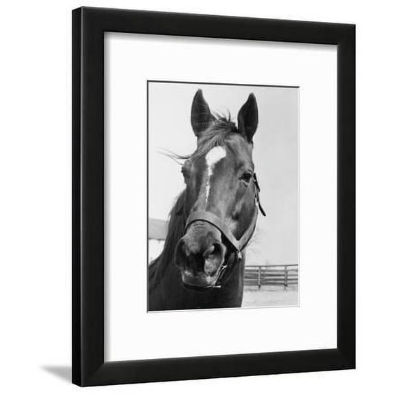 Man O War Relaxing on His Farm, Animals Framed Art Print Wall Art by Bettmann Sold by Art.Com