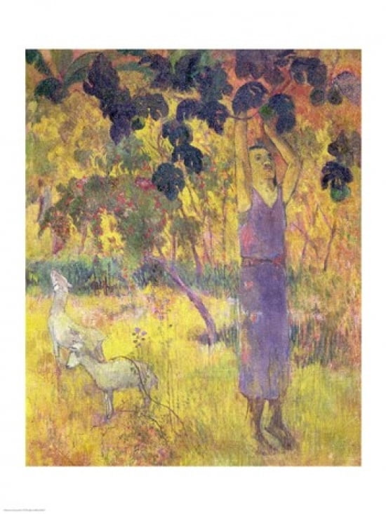 Man Picking Fruit from a Tree 1897 Canvas Art - Paul Gauguin (24 x 36)