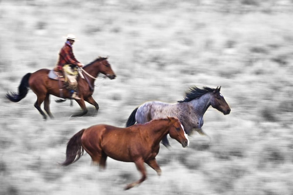 Man Riding Horse Canvas Art - Richard Wear Design Pics (17 x 11)