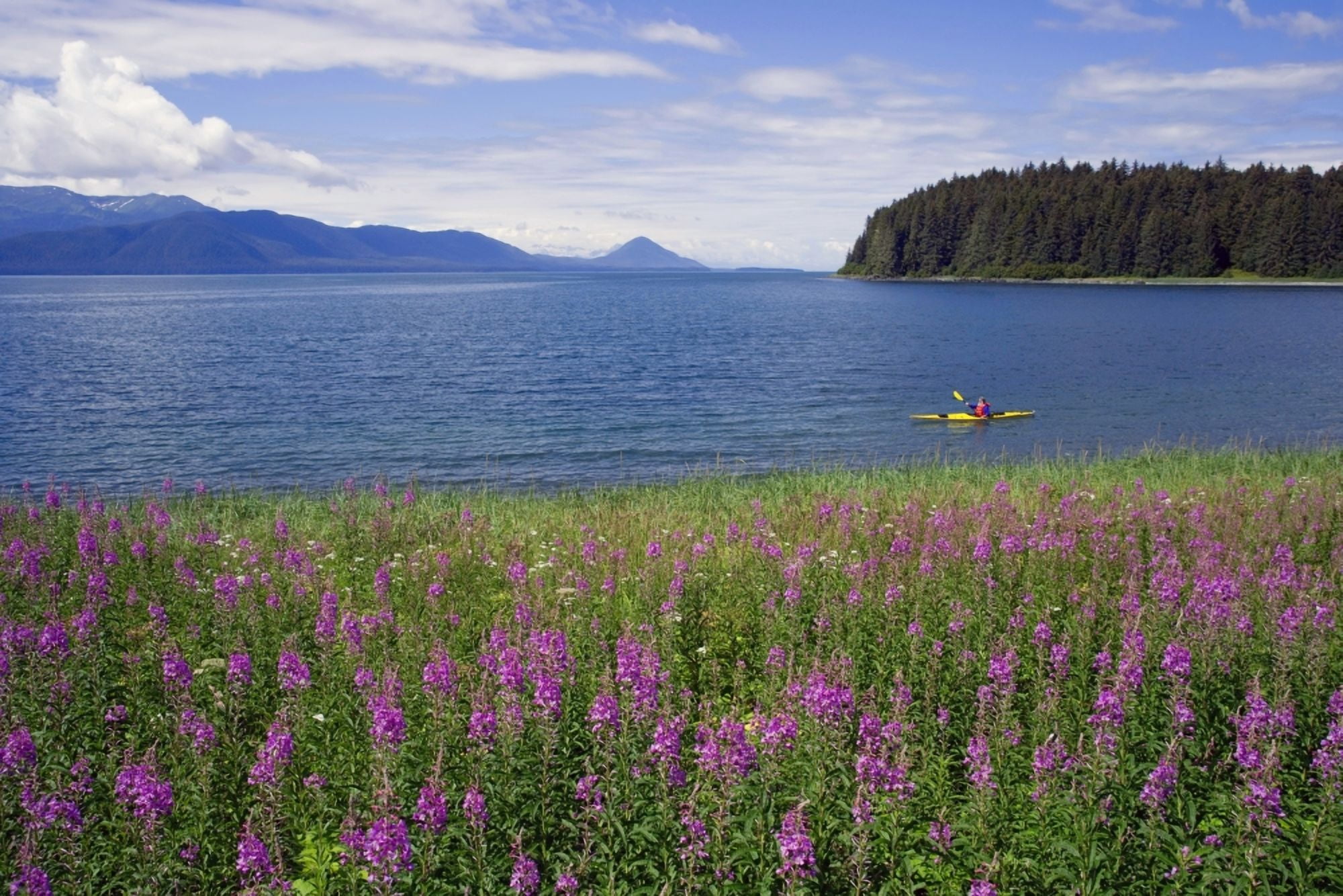 Man Sea Kayaking Along Shoreline Of Admiralty Island WFireweed Southeast Ak Inside Passage Summer Canvas Art - John Hyde Design Pics (17 x 11)