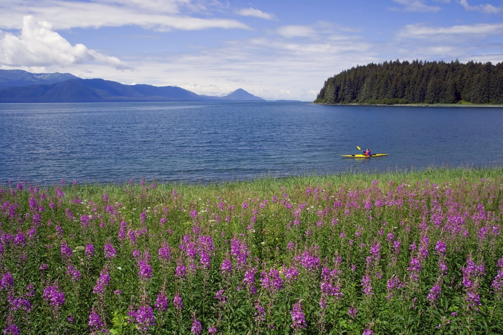 Man Sea Kayaking Along Shoreline Of Admiralty Island WFireweed Southeast Ak Inside Passage Summer Canvas Art - John Hyde Design Pics (34 x 22)