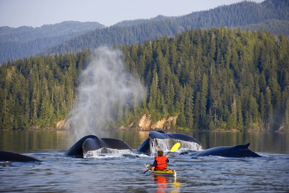 Man Sea Kayaking Near Swimming Pod Of Humpback Whales Inside Passage Southeast Alaska Summer Composite Canvas Art - John Hyde Design Pics (17 x 11)
