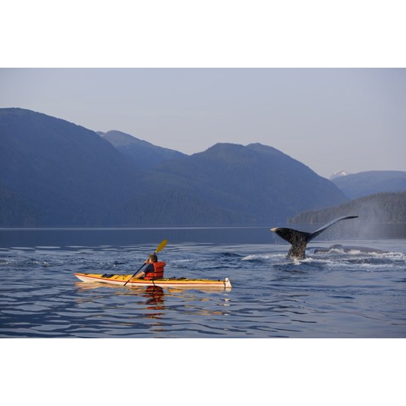 Man Sea Kayaking Near Swimming Pod Of Humpback Whales Inside Passage Southeast Alaska Summer Composite Print
