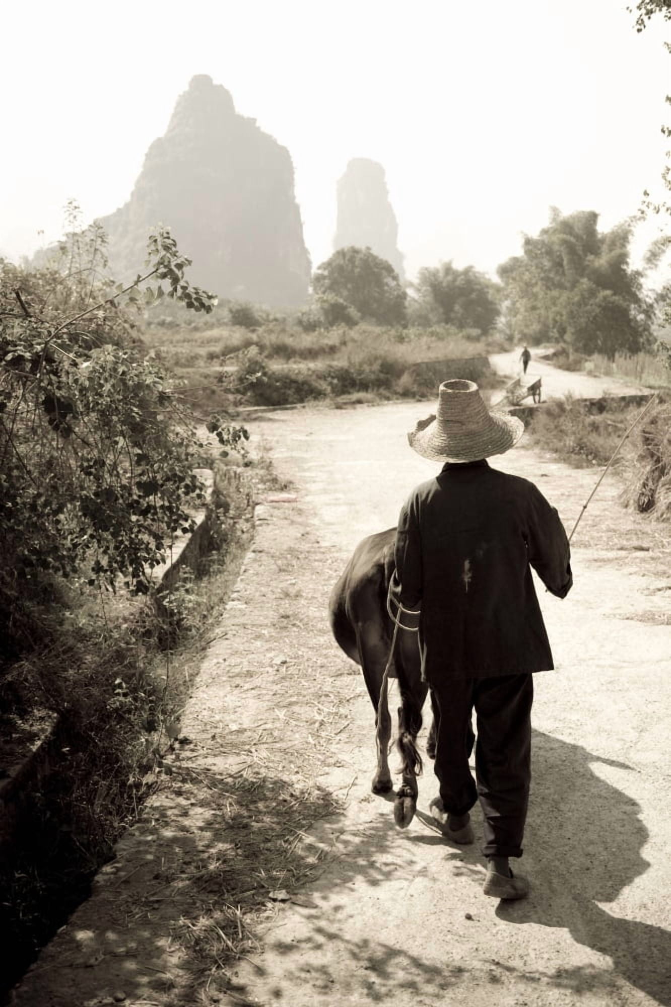 Man Walking Down Road With Water Buffalo Canvas Art - Keith Levit Design Pics (13 x 20)