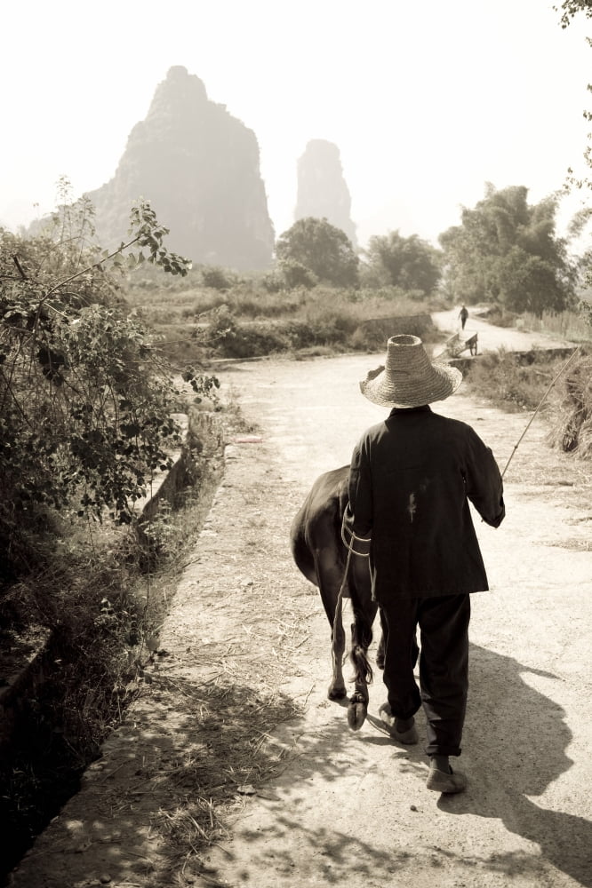 Man Walking Down Road With Water Buffalo Canvas Art - Keith Levit Design Pics (26 x 40)